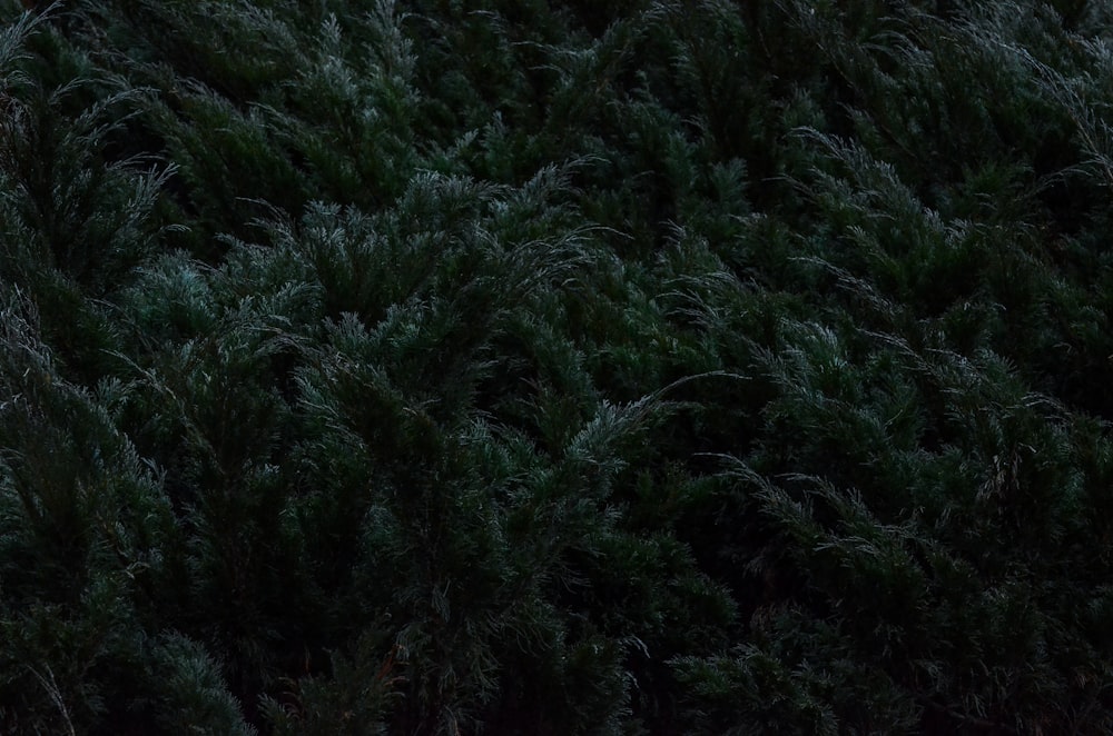 green grass field during daytime