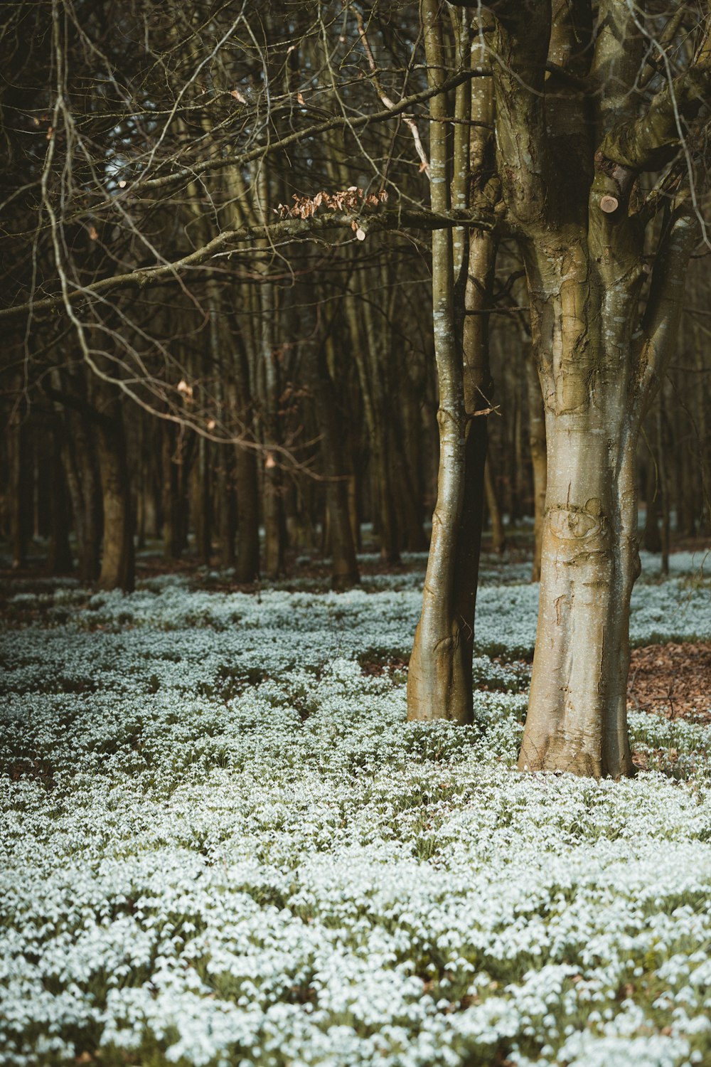 brown trees on white snow covered ground during daytime