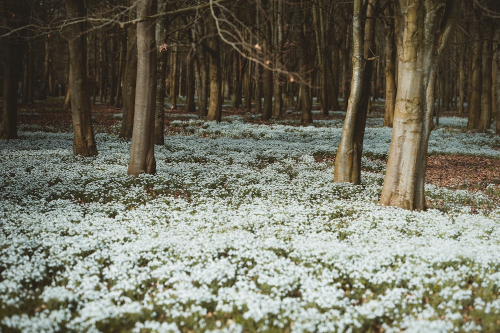 昼間の森に咲く白い花