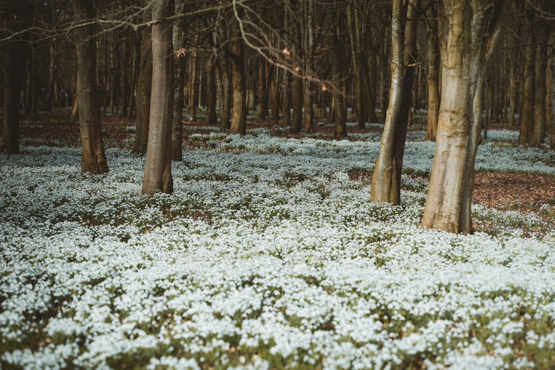 white flowers on forest during daytime