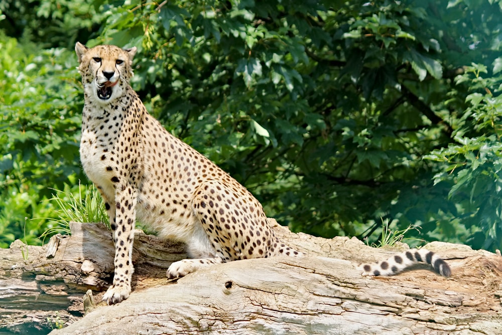 cheetah on brown tree log during daytime