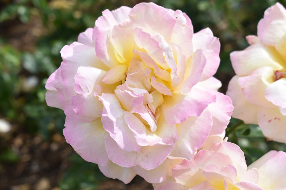 pink and yellow rose in bloom during daytime