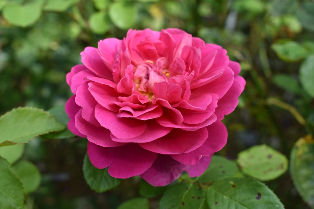 pink flower in tilt shift lens