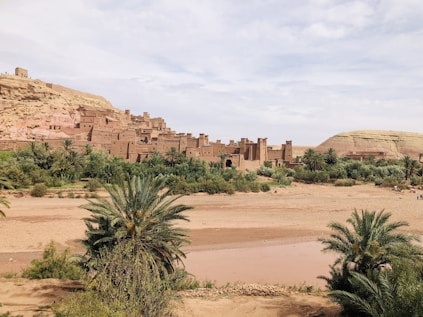 green palm tree near brown rock formation during daytime