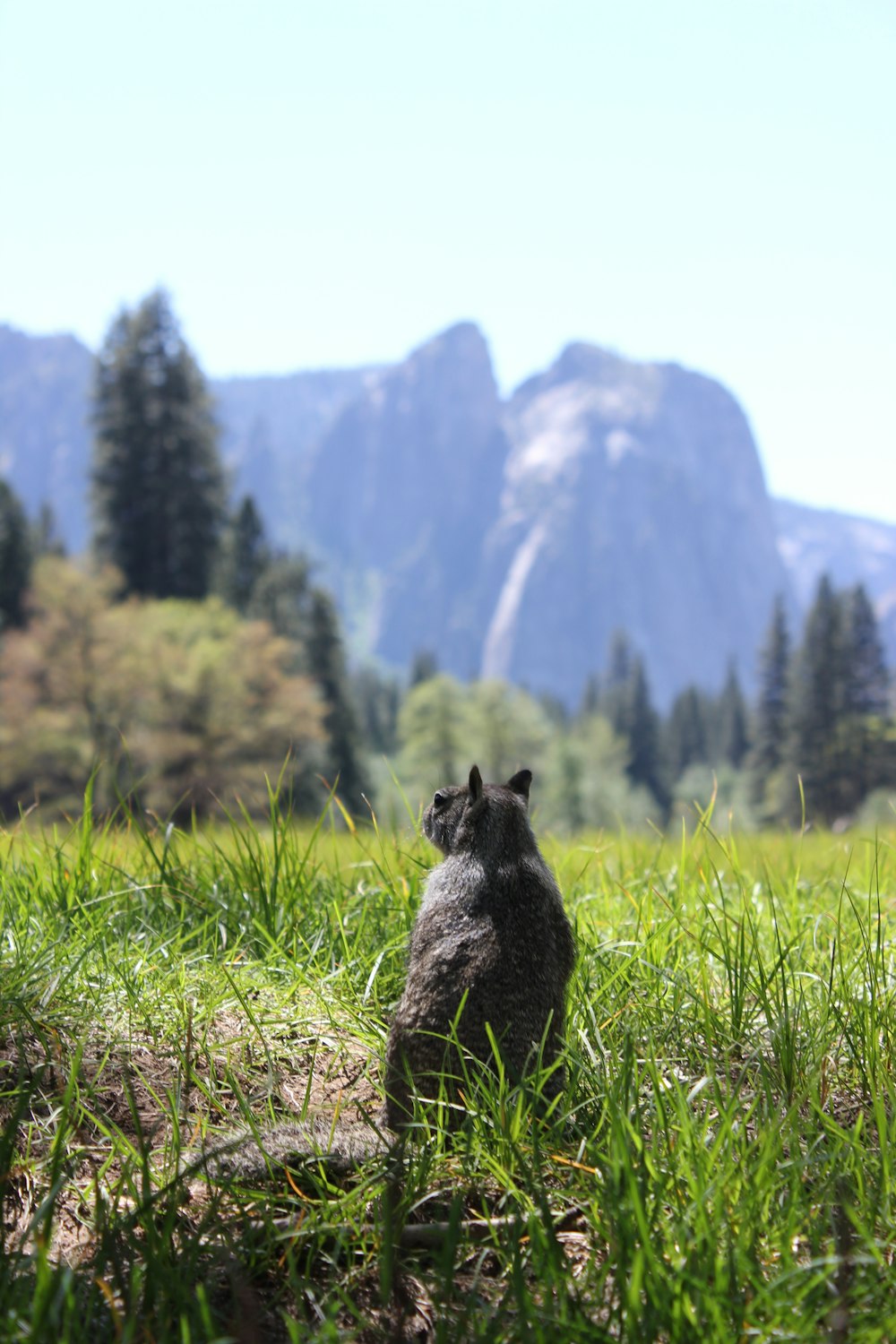 昼間、緑の木々や山の近くの緑の草原にいる黒猫