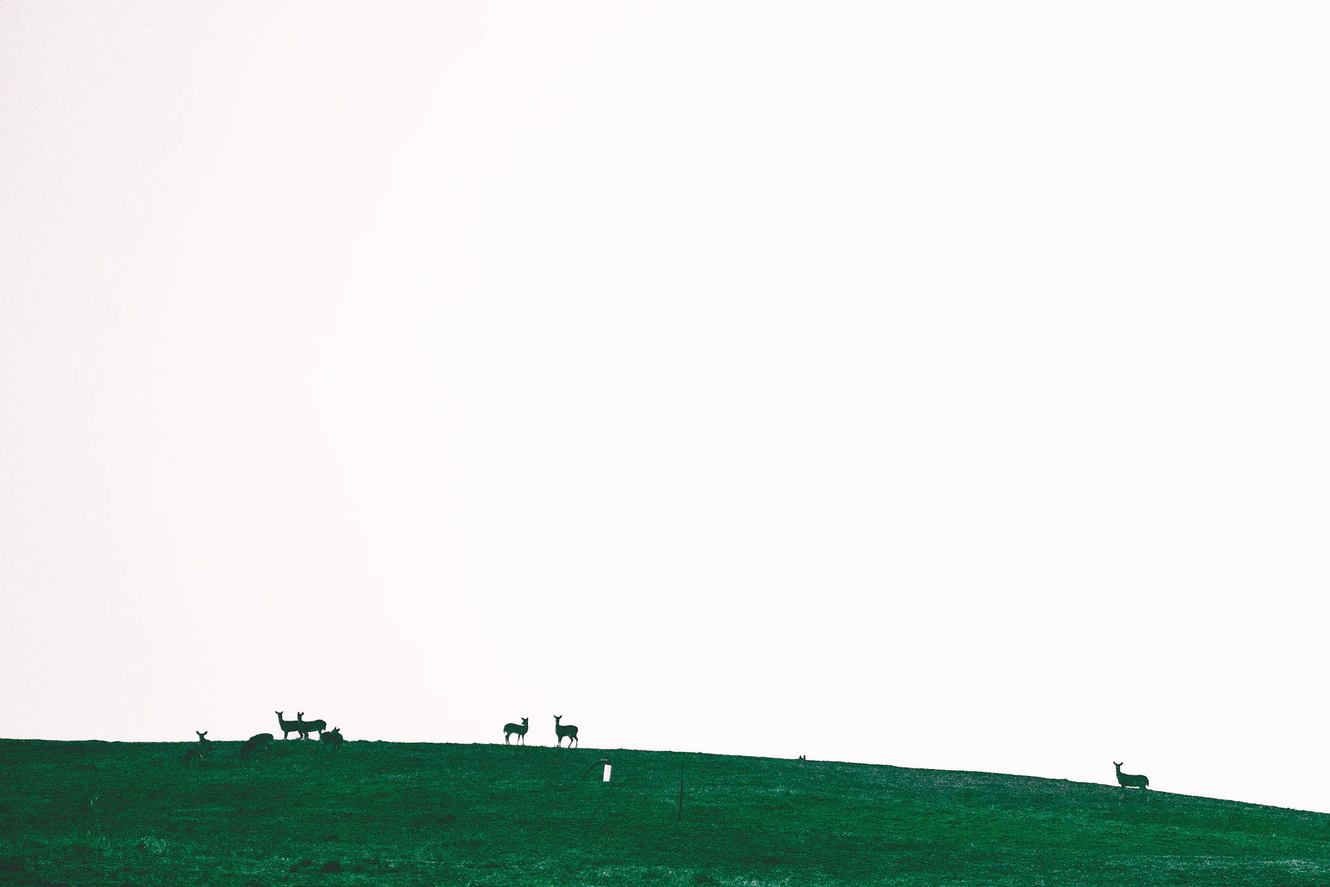 people walking on green grass field during foggy weather