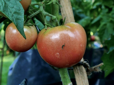 Ripe organic tomatoes hanging on the vine.