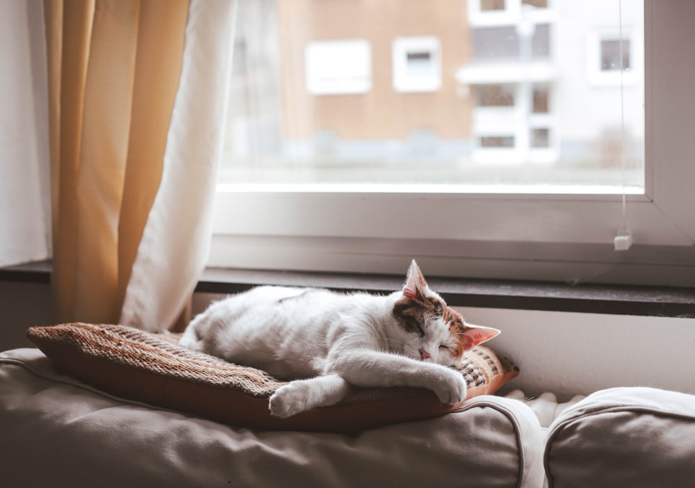 weiße Katze liegt auf braunem Textil