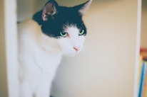 A black and white cat with striking green eyes is positioned within a cozy, softly lit interior space. The feline appears to be calm and observant, with its gaze directed outward.