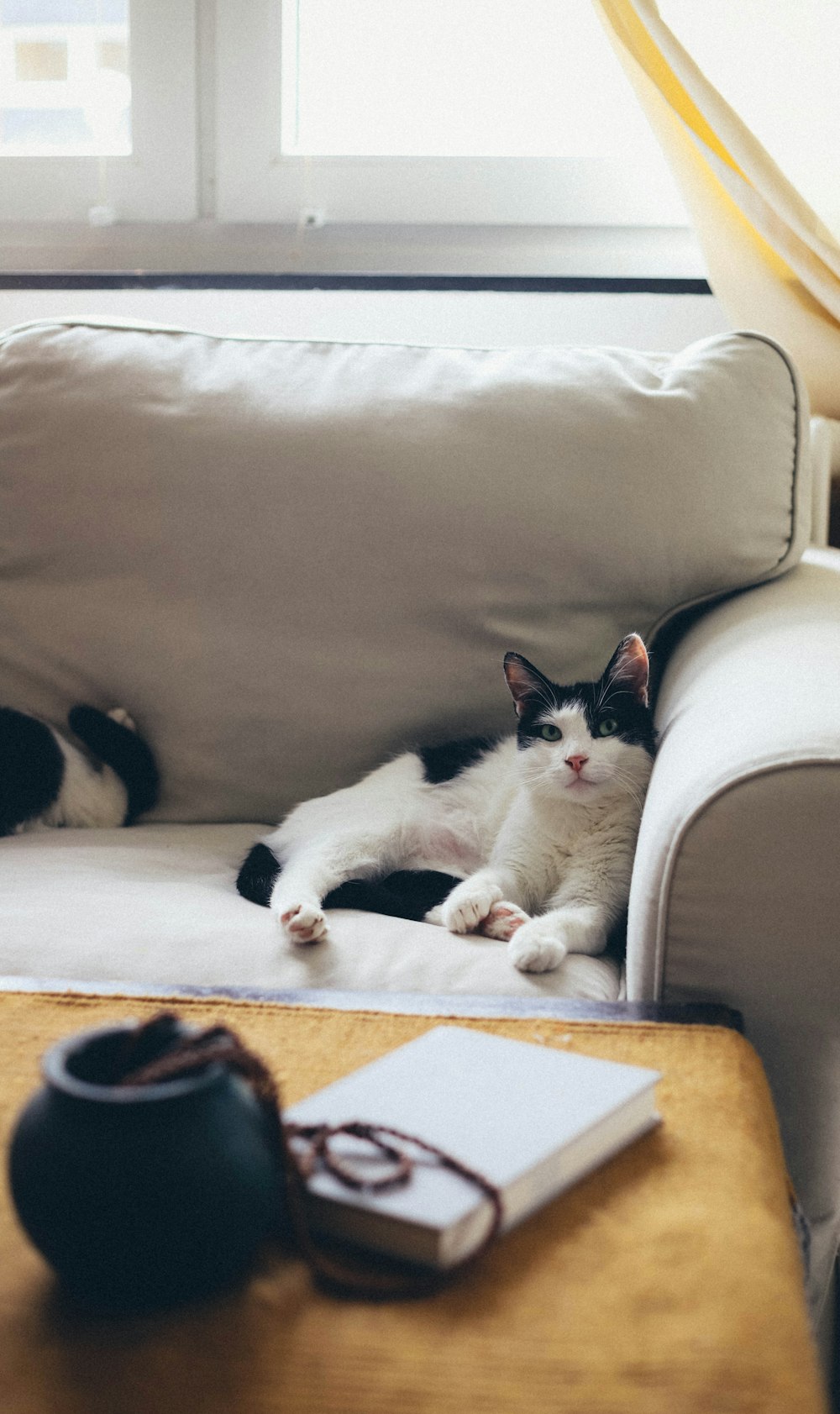 white and black cat lying on brown sofa