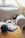 A cozy living room scene with a sleek black and white cat gadget and a playful tabby cat.