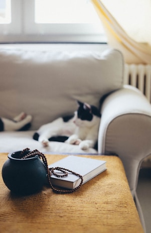 A cozy indoor scene with a cat lounging next to a soft pink leash.