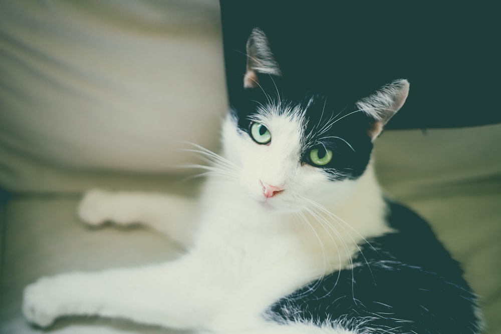 white and black cat on black textile