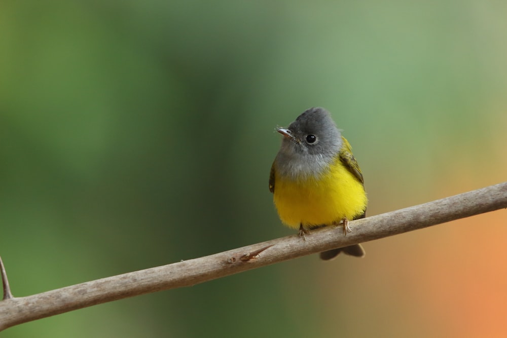 pássaro amarelo e preto no galho marrom da árvore