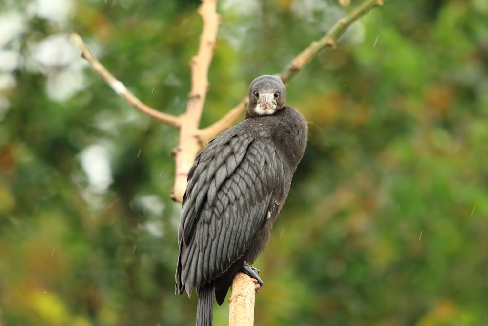 pássaro preto e branco no galho marrom da árvore durante o dia