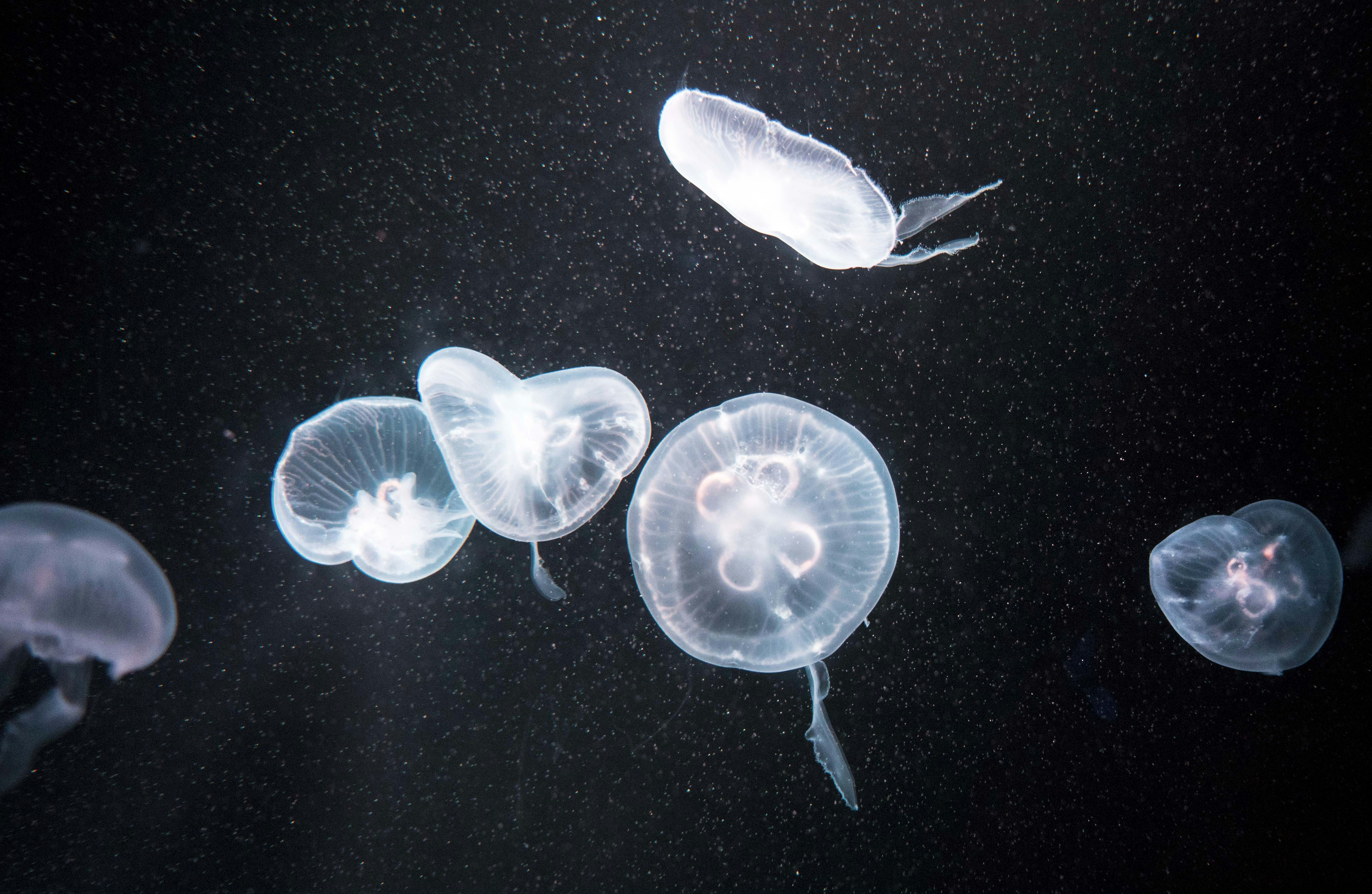 photo 1581085101214 07d883c7831e?crop=entropy&cs=tinysrgb&fit=max&fm=jpg&ixid=M3w1MjQ0NjR8MHwxfHNlYXJjaHwxMnx8QmlvLVBsYXN0aWNzfGVufDB8MHx8fDE3Njg1NTY5NjZ8MA&ixlib=rb 4.1