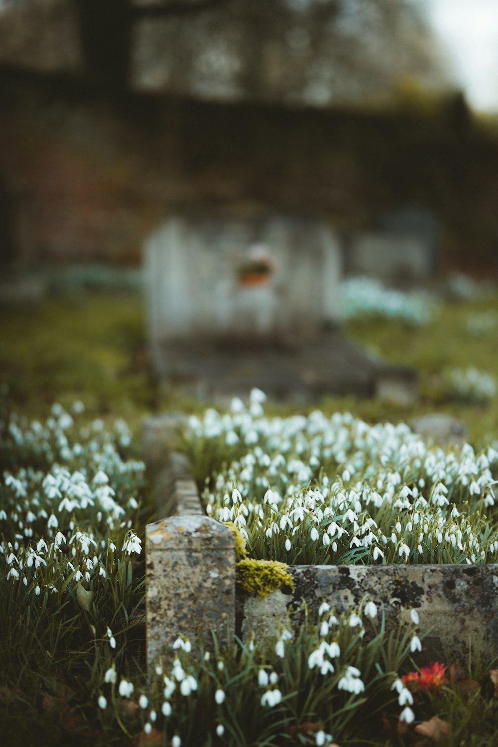 white flowers on green grass field