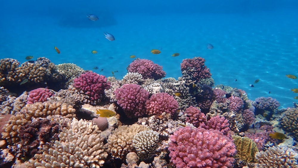 yellow and pink coral reef