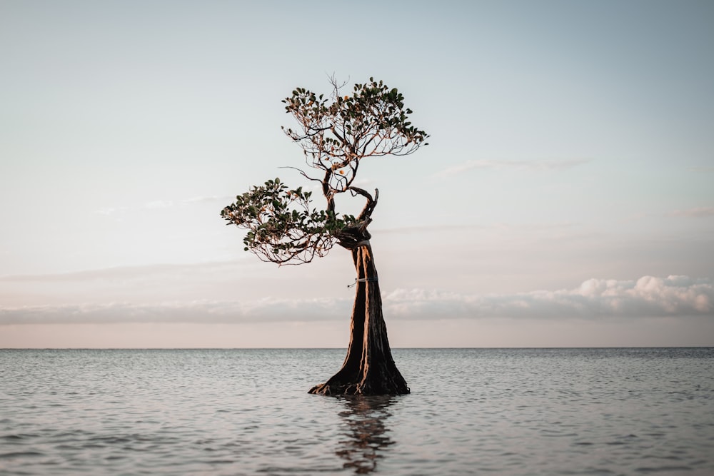 árvore marrom no corpo de água durante o dia