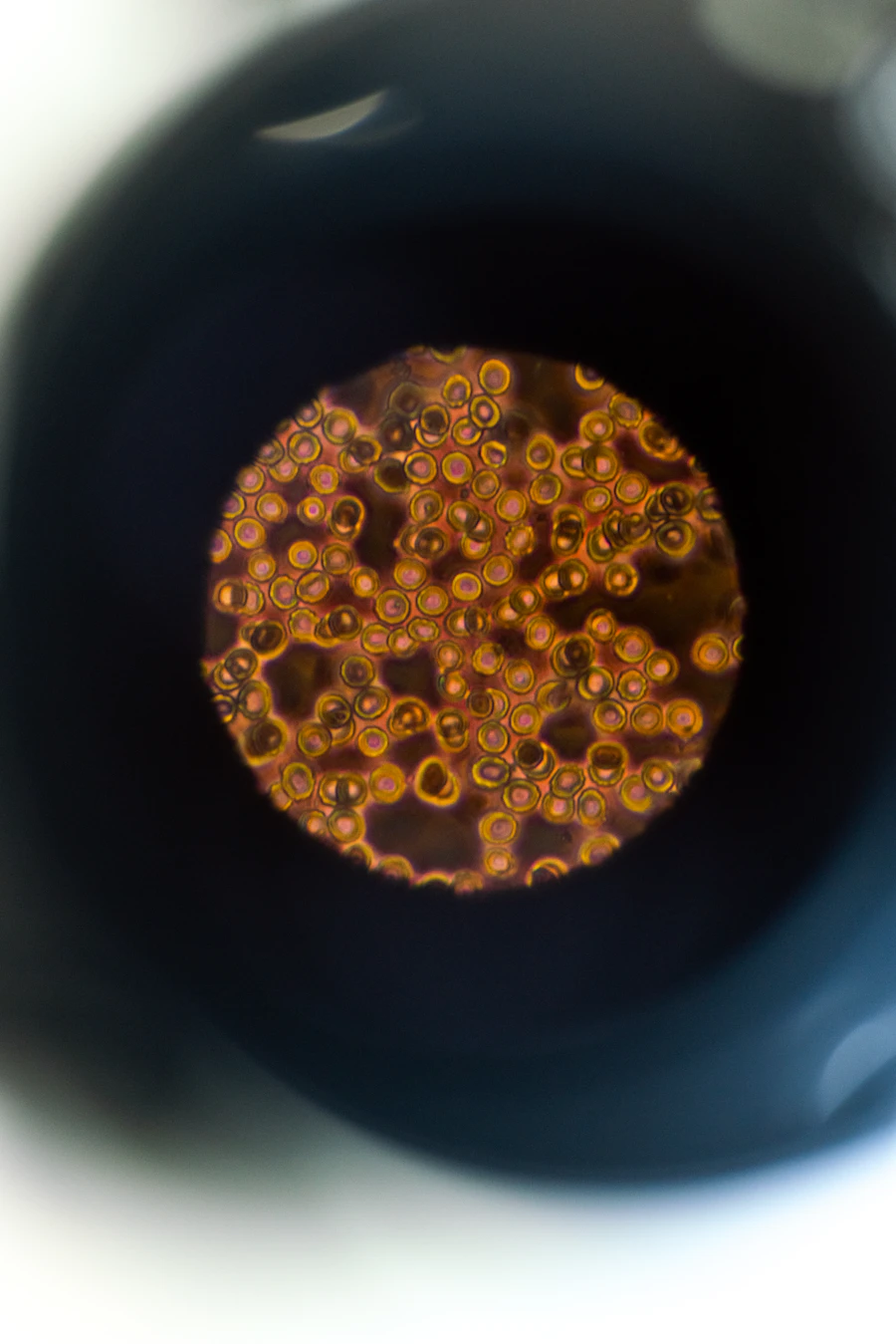 A pocket field microscope strong enough for butterfly scales