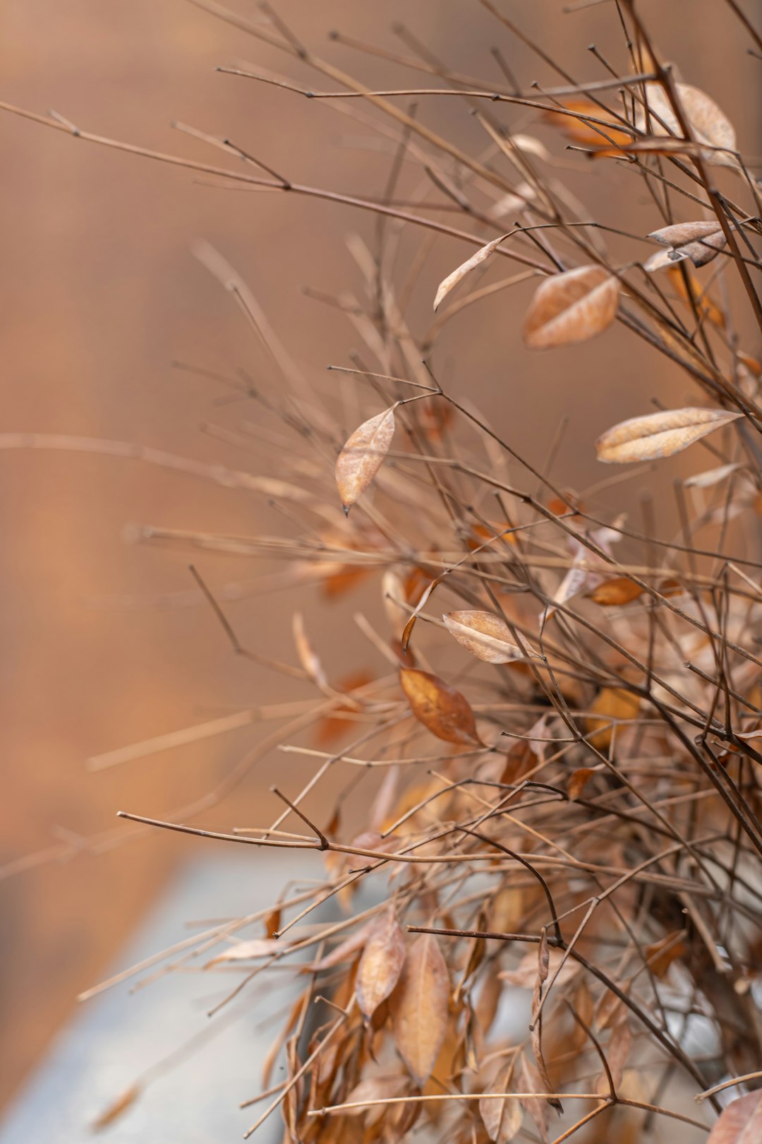 brown plant in close up photography