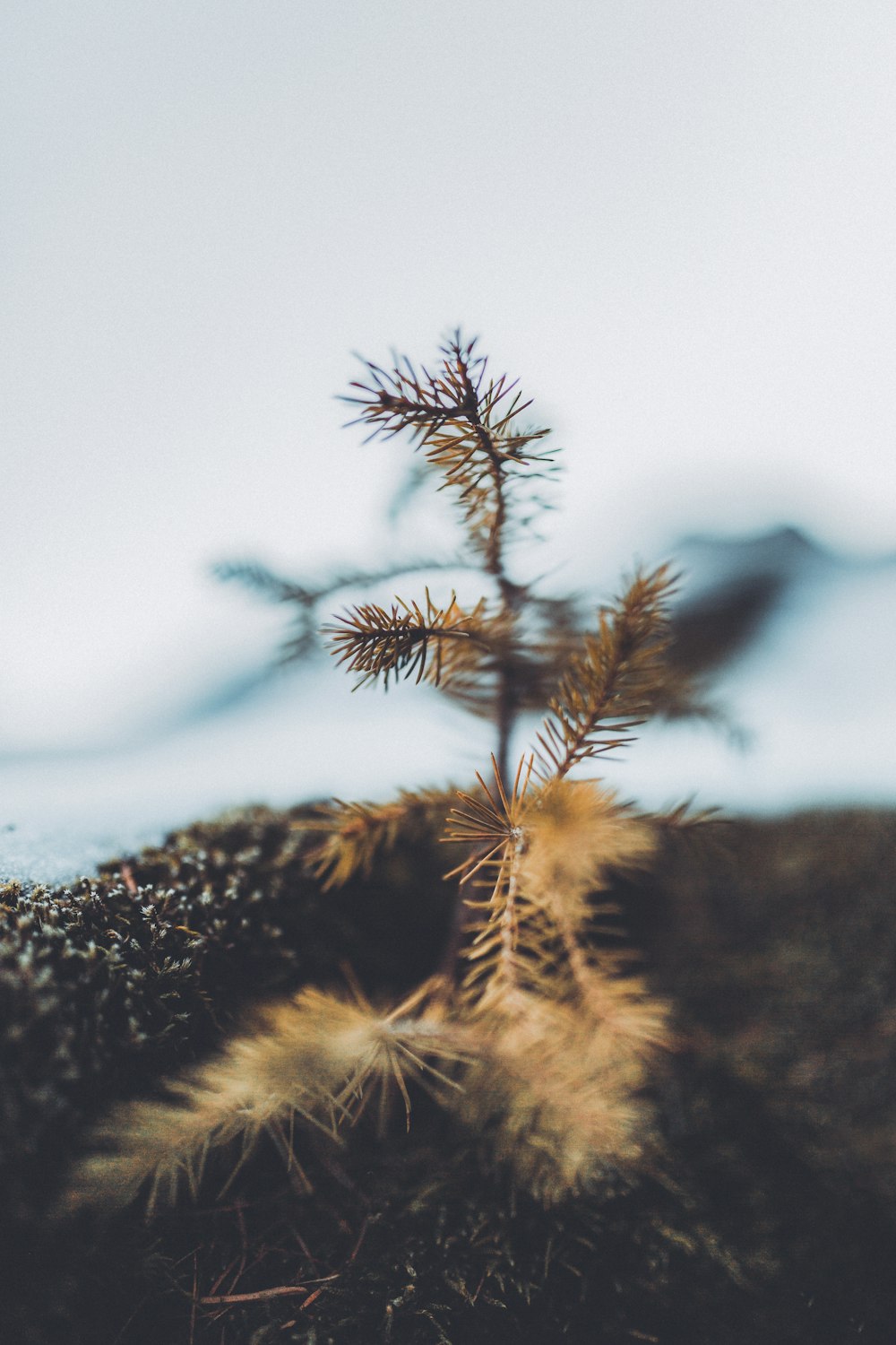 brown plant in tilt shift lens