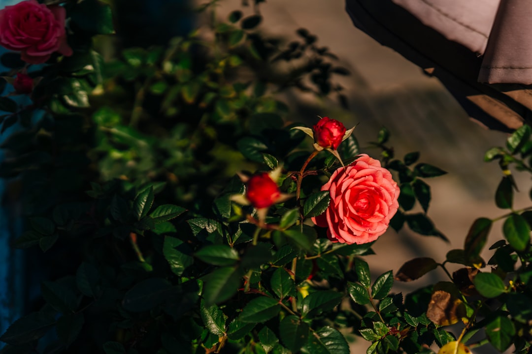 red roses in bloom during daytime