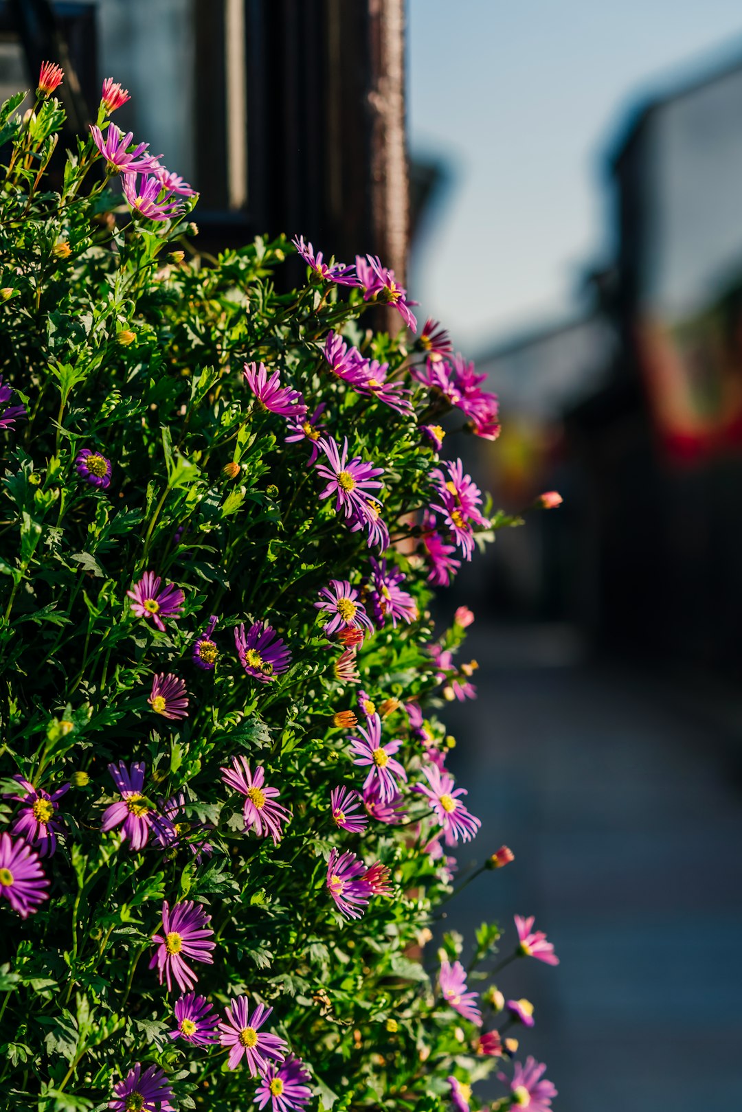 purple flowers on gray concrete floor