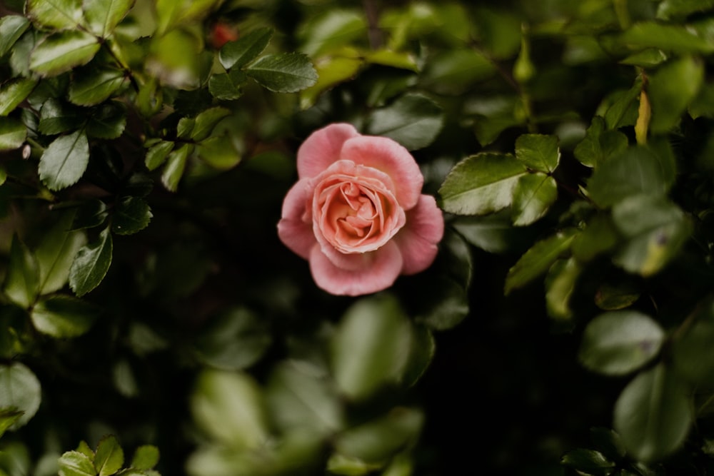 pink rose in bloom during daytime