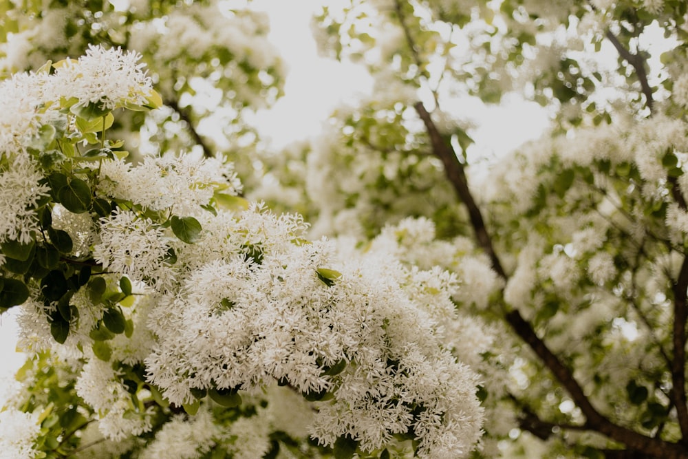 weiße Blüten am braunen Ast tagsüber