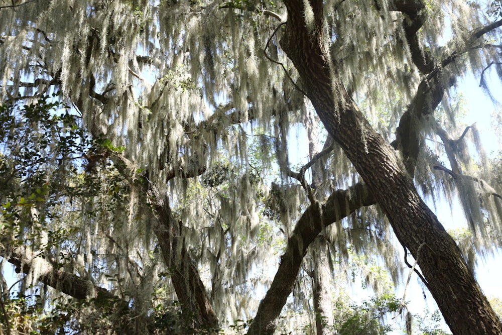 white and green leaf trees