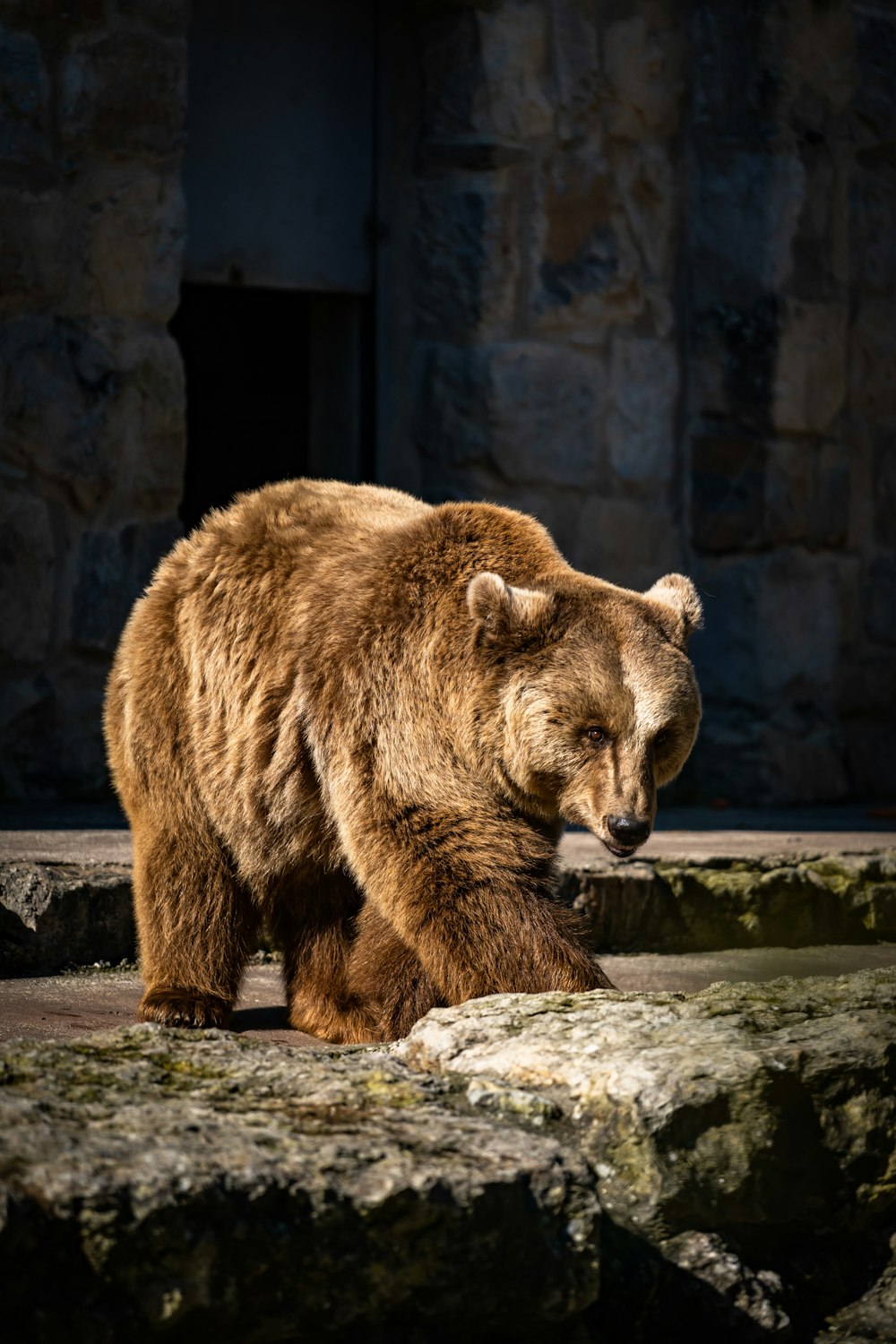 Orso bruno su roccia nera