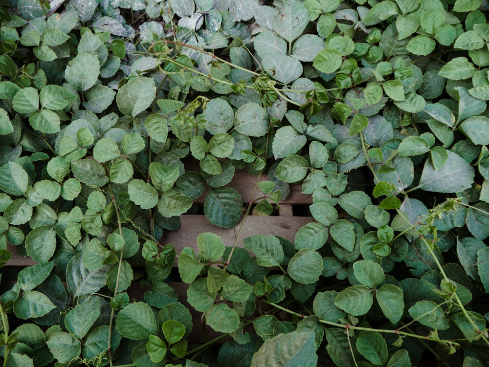 green leaves on brown wooden floor