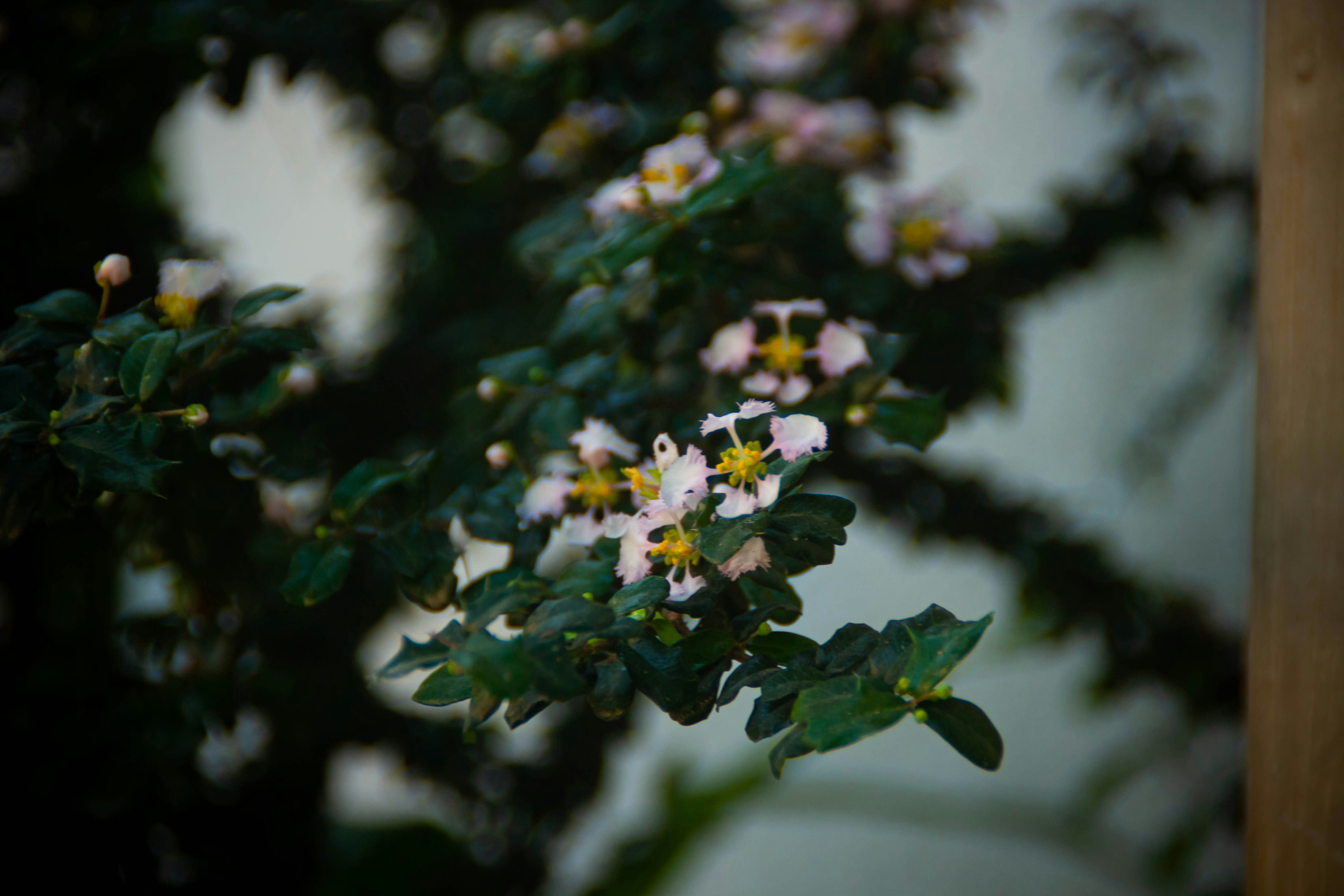 San Jose del Monte, Philippines - Home Flowers