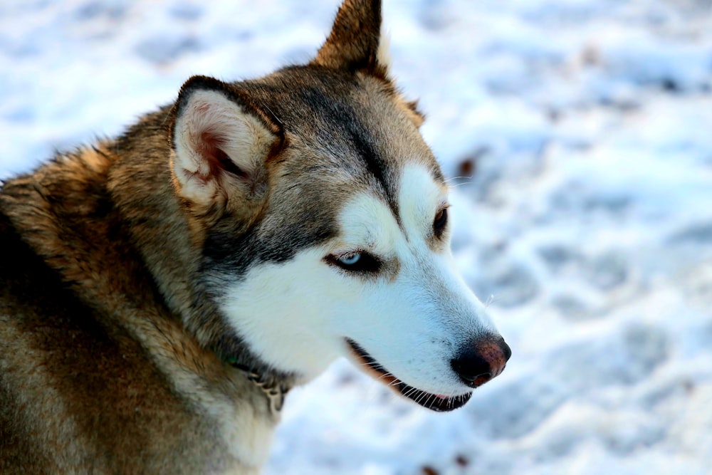 white and brown siberian husky on snow covered ground during daytime