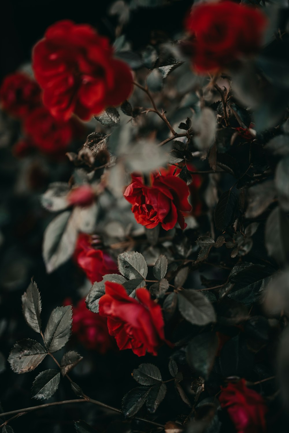 Rote Rosen blühen tagsüber
