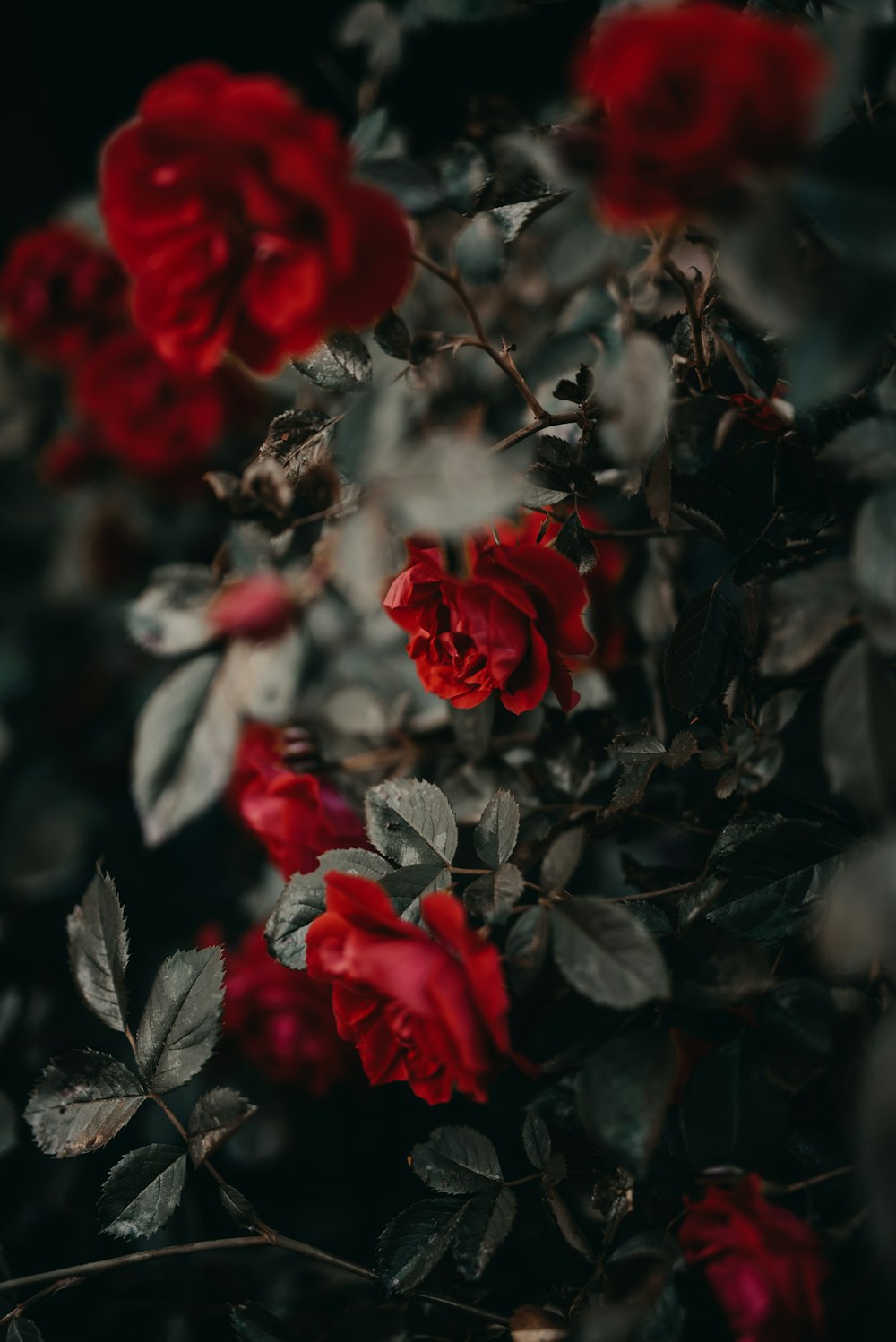 roses rouges en fleurs pendant la journée