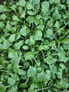 Fresh Pandan Leaves