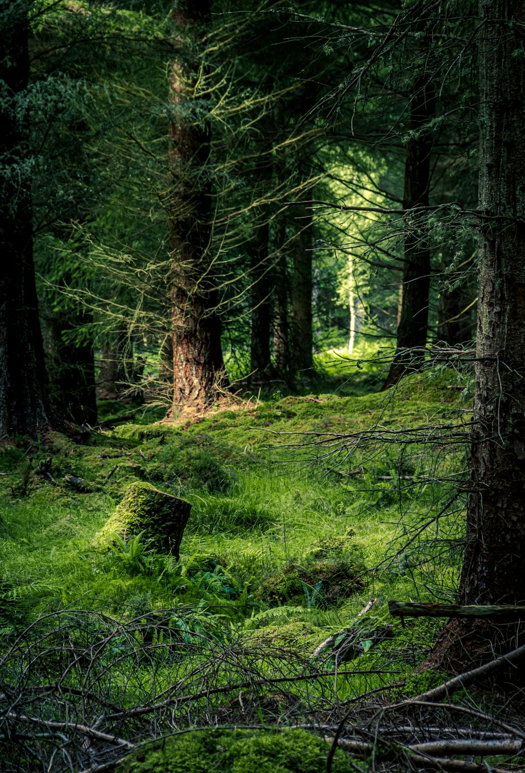 Forest photo spot Loch Ness Glen Etive