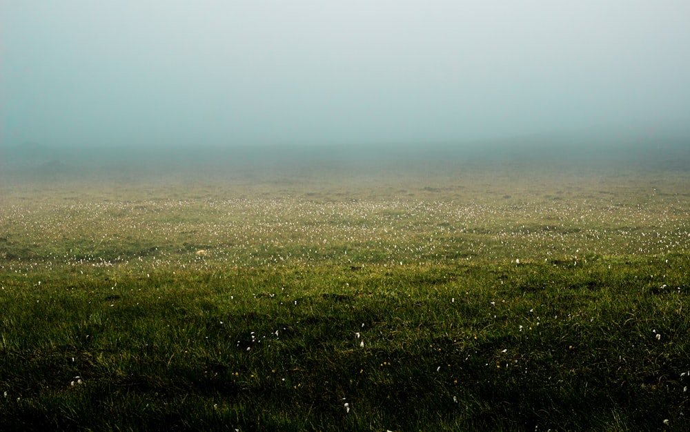 green grass field under gray sky