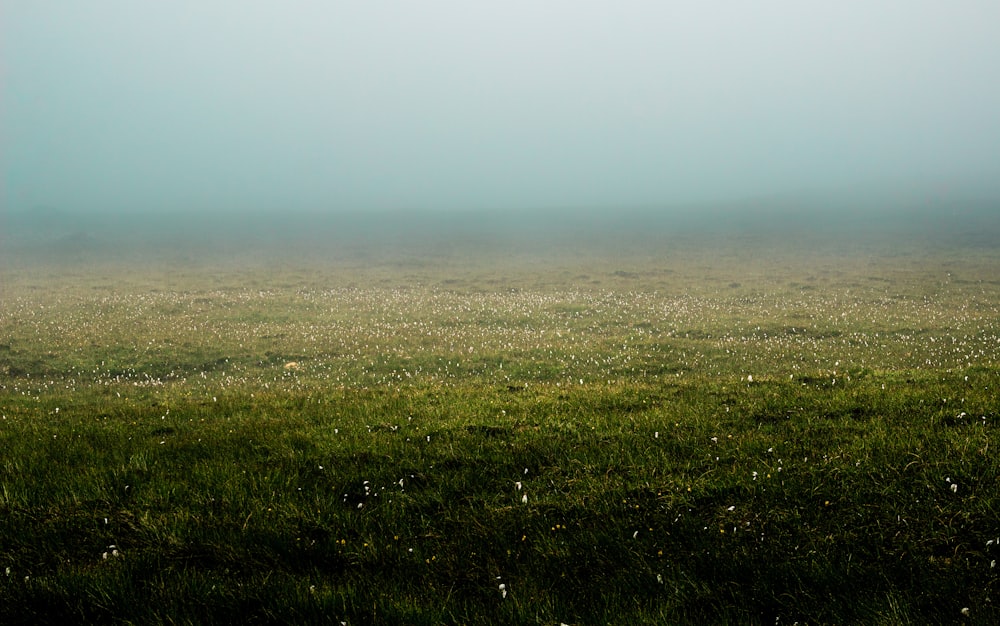 灰色の空の下の緑の草原