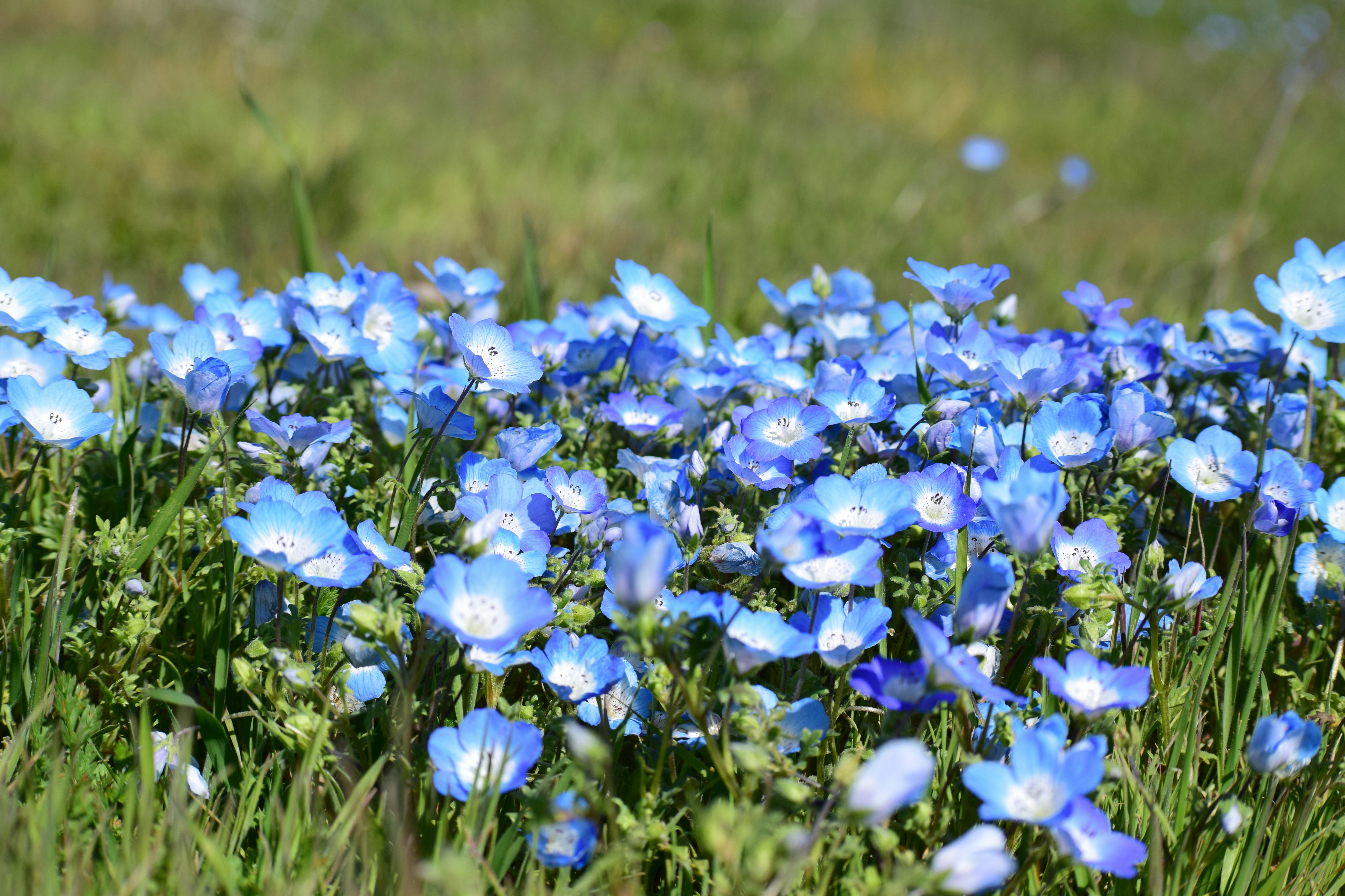 blue flowers on green grass field during daytime, 