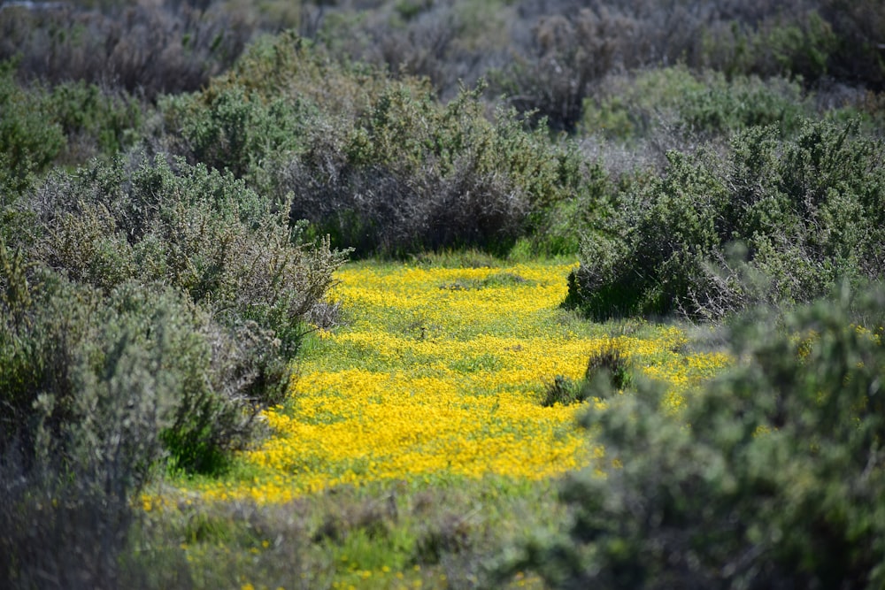 green grass field during daytime