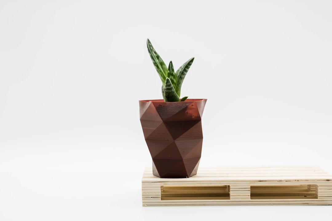 green snake plant on brown wooden pot