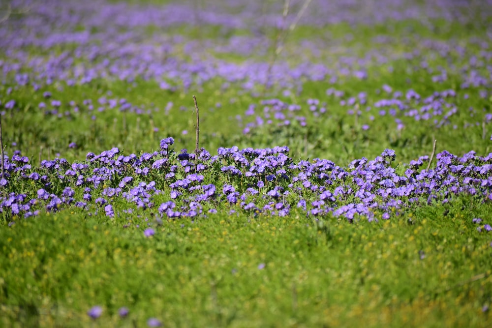 purple flower field during daytime