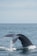 black whale on body of water during daytime