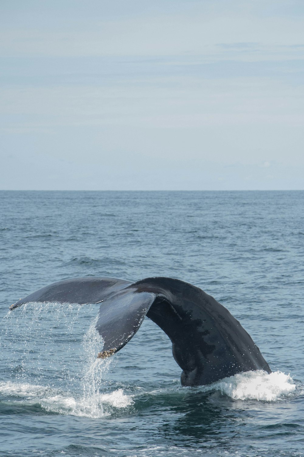 balena nera sullo specchio d'acqua durante il giorno