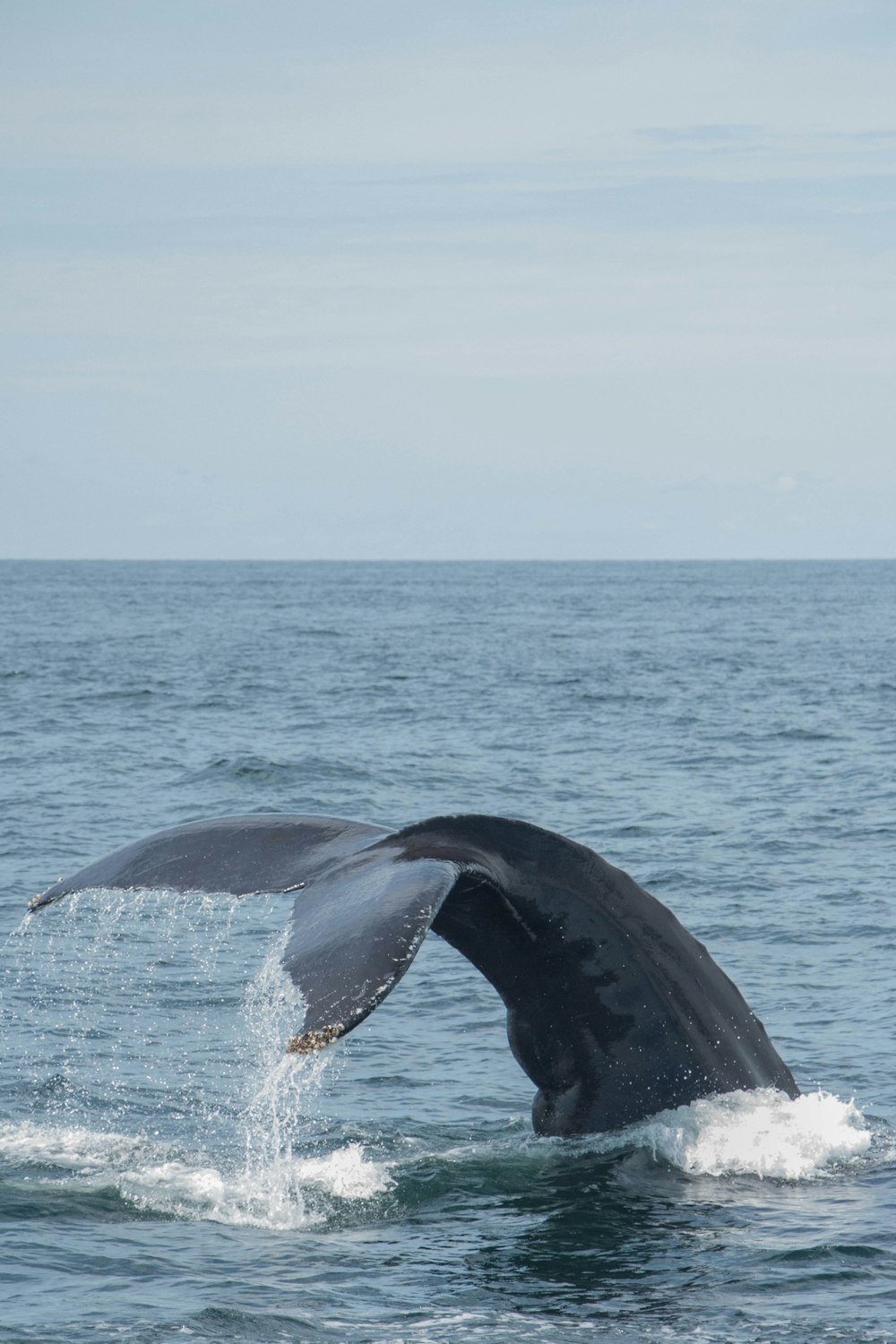 black whale on body of water during daytime