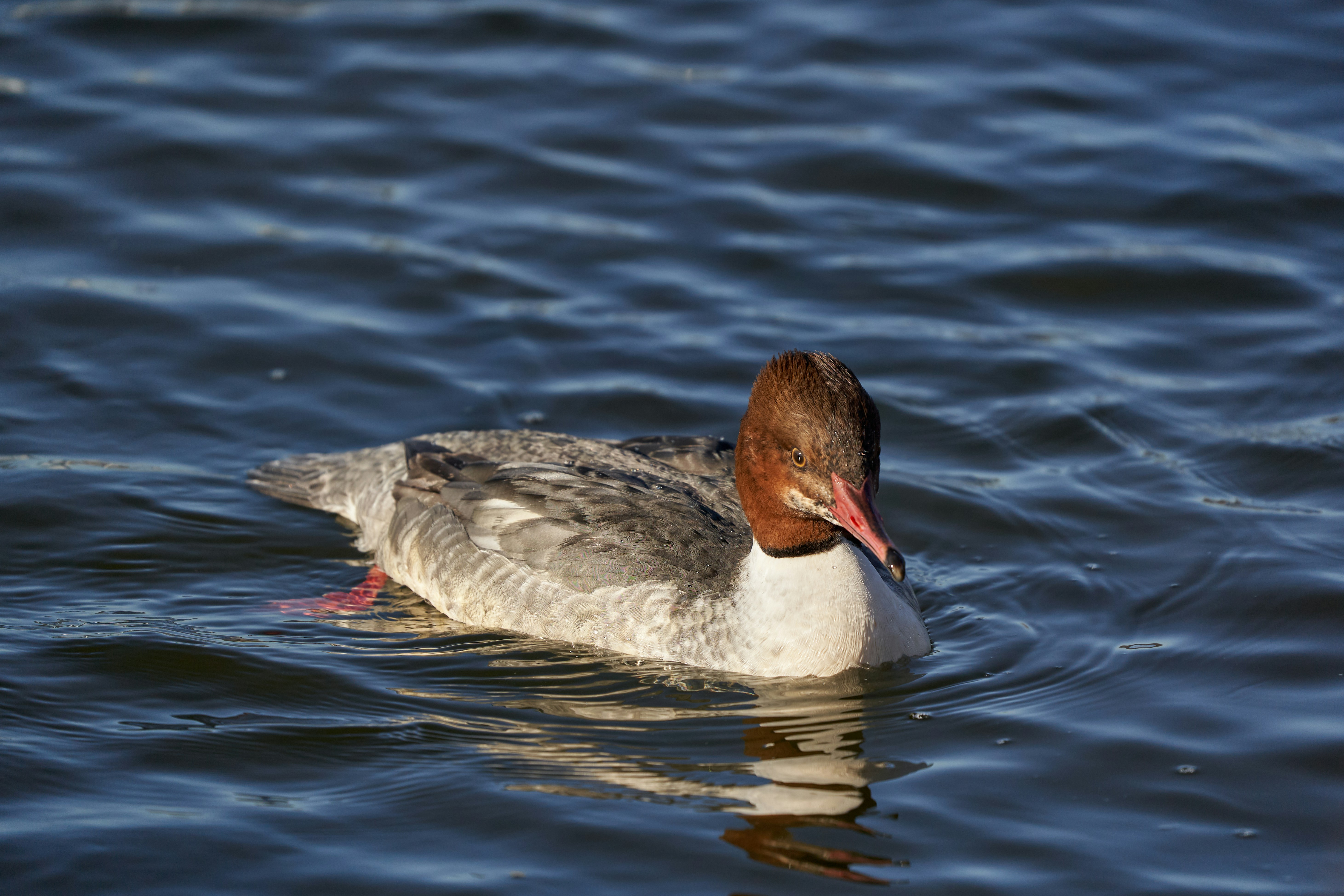 Photo by wolfgang_hasselmann