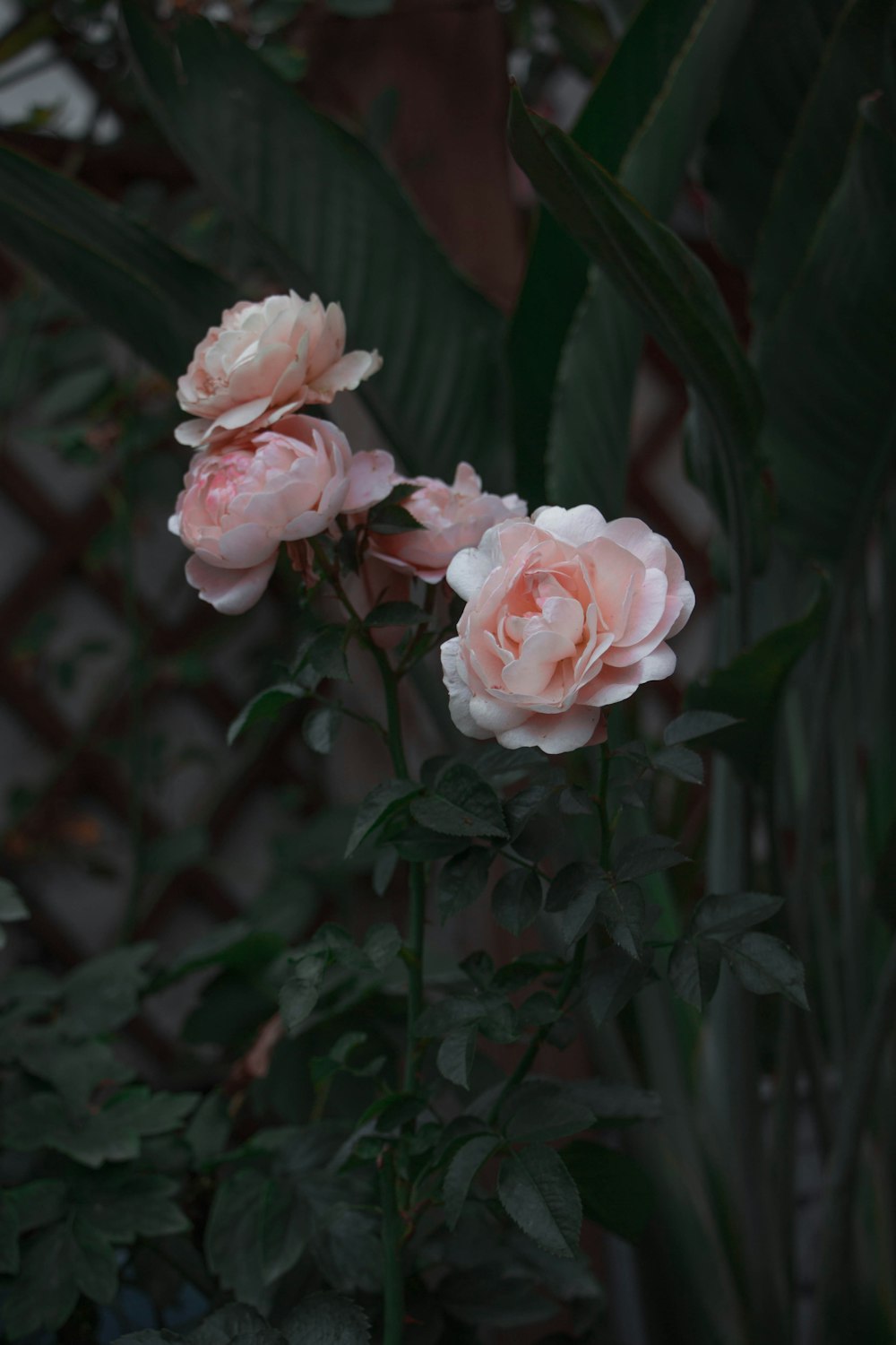 pink roses in bloom during daytime